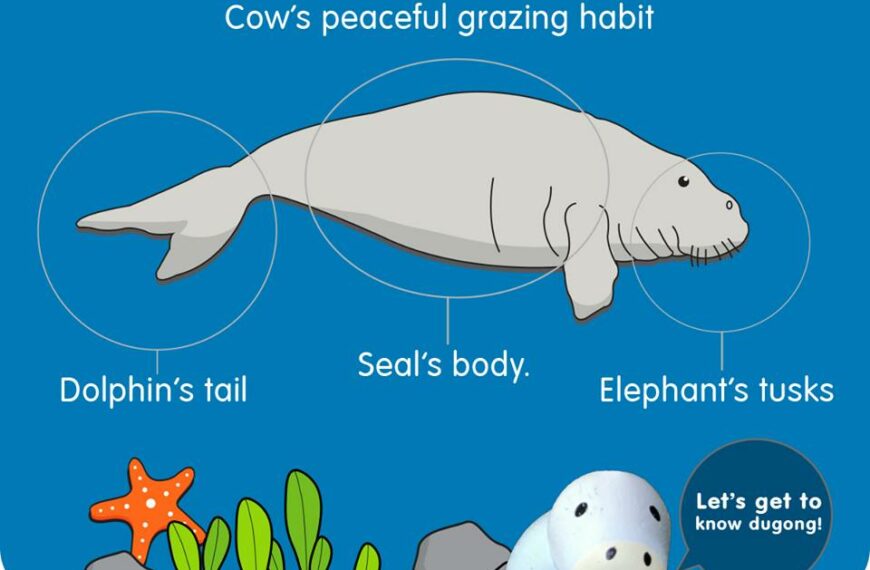Save the dugong with PlanToys. La mucca marina è in via d’estinzione